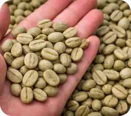 Hạt cà phê