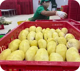 Sản phẩm trái cây